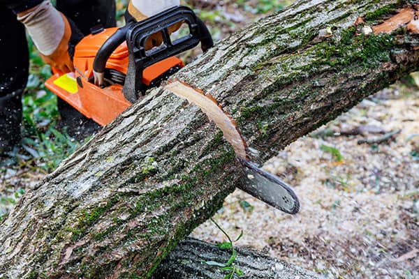 Tree Removal Services Tree Removal Services